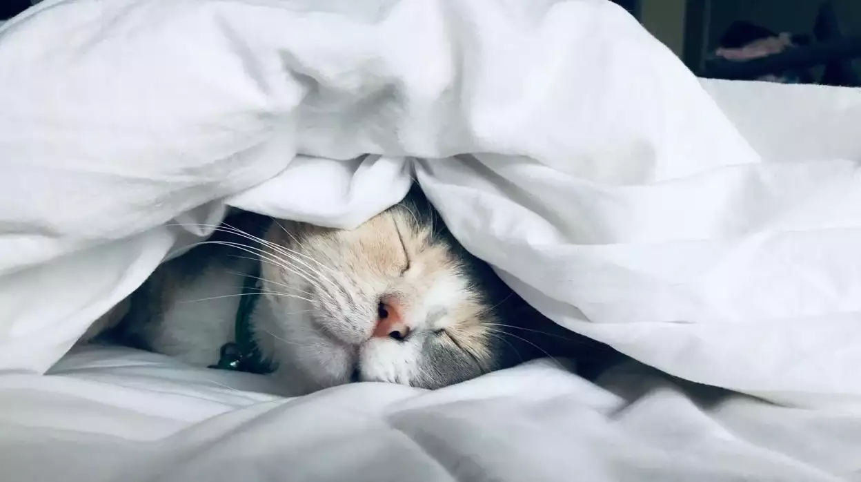 Descansar pasatiempo